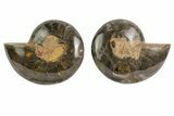 Black, Cut & Polished Ammonite - Crystal Filled #166734-1